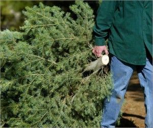 Carrying a Christmas tree to the curb